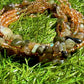 Labradorite & Gold 2-Strand Waist Bead Set